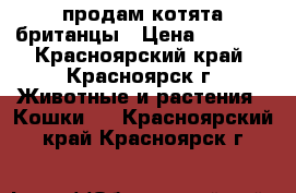 продам котята британцы › Цена ­ 5 000 - Красноярский край, Красноярск г. Животные и растения » Кошки   . Красноярский край,Красноярск г.